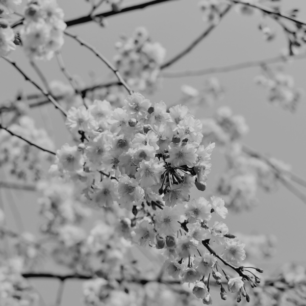 Untitled design (31)